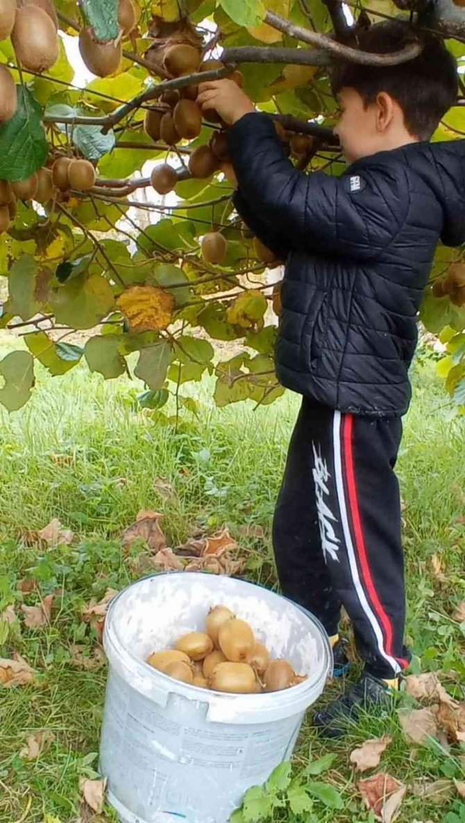 Türkeli’de Kivi Hasadı Başladı