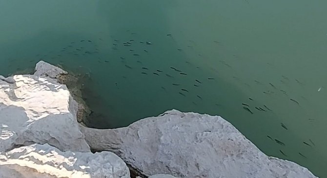 Kuruyan Deredeki Yavru Balıklar Kurtarıldı
