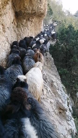 Artvin’de Sürü Sahiplerinin Zorlu Coğrafyayla Mücadelesi Görüntülendi