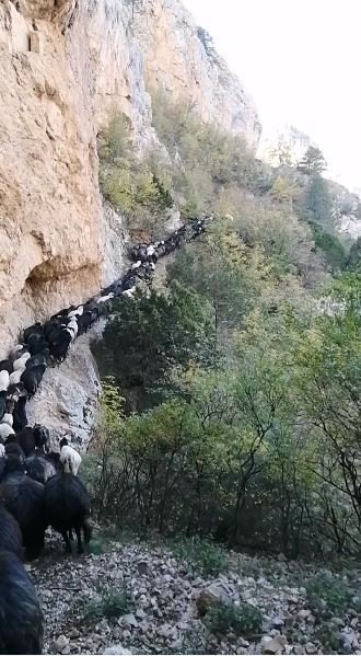 Artvin’de Sürü Sahiplerinin Zorlu Coğrafyayla Mücadelesi Görüntülendi