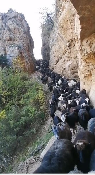 Artvin’de Sürü Sahiplerinin Zorlu Coğrafyayla Mücadelesi Görüntülendi