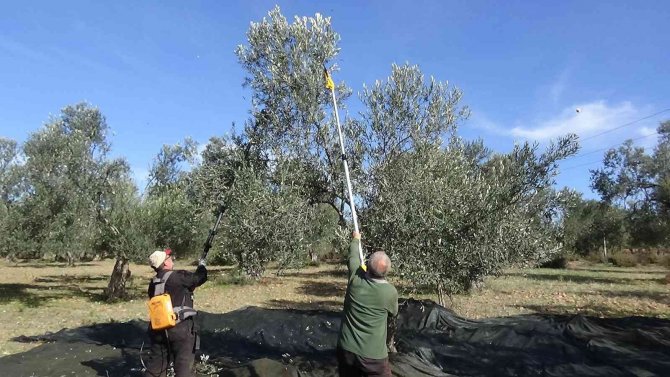 Hem Zeytinciliği Öğreniyorlar, Hem De Zeytinyağı Ve Zeytin Üretiyorlar