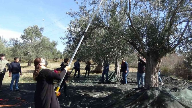 Hem Zeytinciliği Öğreniyorlar, Hem De Zeytinyağı Ve Zeytin Üretiyorlar