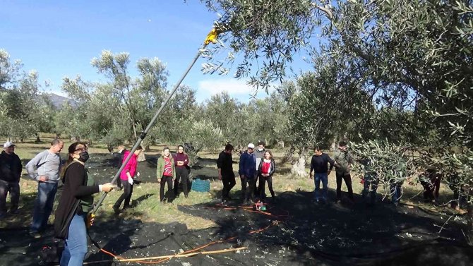 Hem Zeytinciliği Öğreniyorlar, Hem De Zeytinyağı Ve Zeytin Üretiyorlar