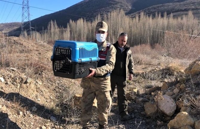 Yaralı Kaya Kartalı Jandarma Ekiplerince Tedavi Ettirildi
