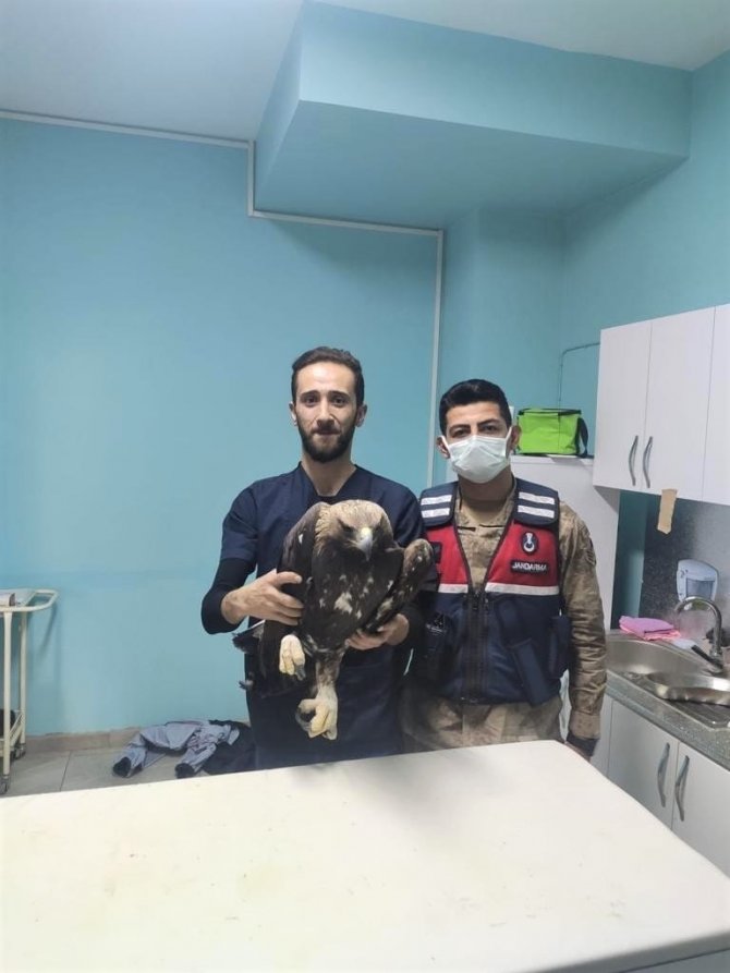 Yaralı Kaya Kartalı Jandarma Ekiplerince Tedavi Ettirildi