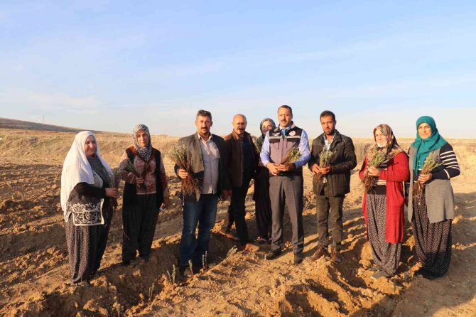 Elazığ’da 24 Bin Adet Lavanta Toprakla Buluştu