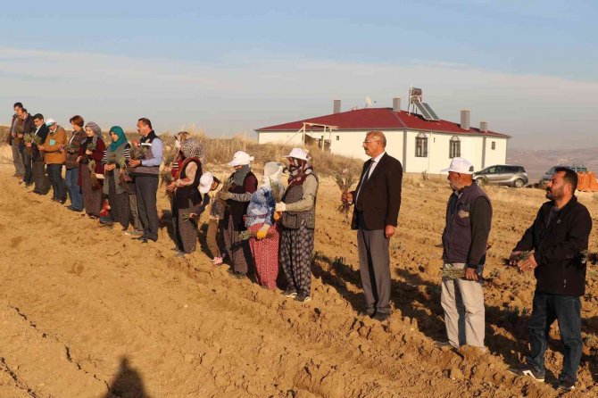 Elazığ’da 24 Bin Adet Lavanta Toprakla Buluştu