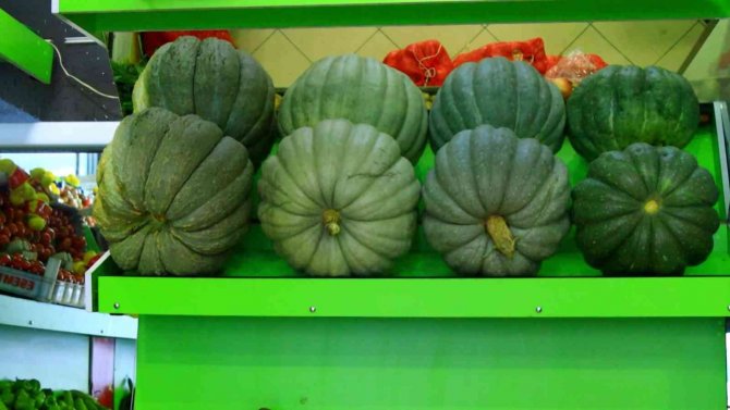 Gümüşhane’de Devasa Bal Kabakları Yoğun İlgi Görüyor