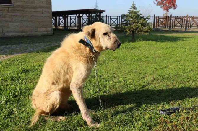 Kanser Hastası Köpeğin İnanılmaz Değişimi