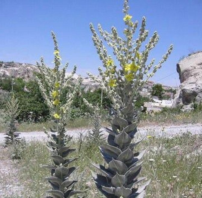 Kütahya’nın 6 Endemik Bitki Türü Koruma Altında