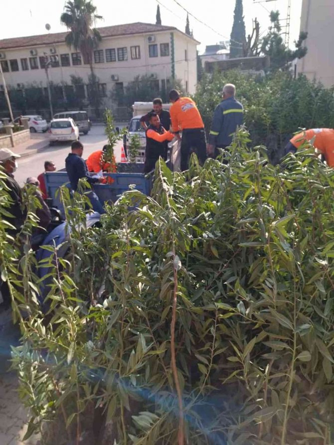 Mut’ta Üreticiye Bin 640 Badem Fidanı Dağıtıldı