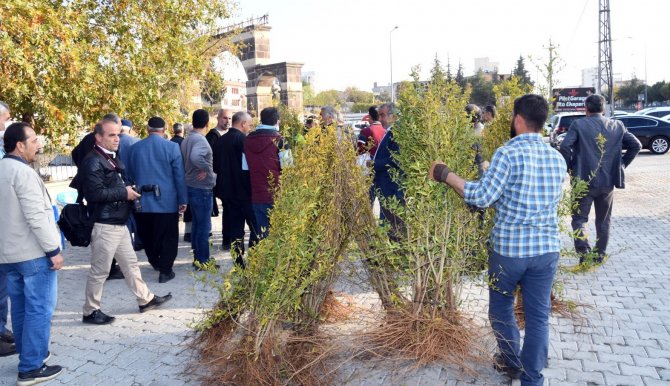 Adıyaman’da Çiftçilere Nar Fidanı Dağıtıldı