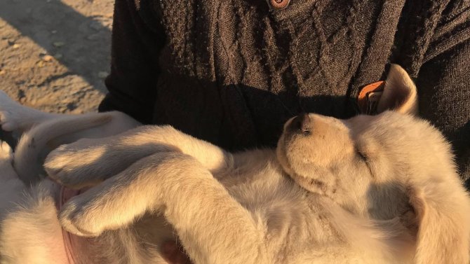 Ölmek Üzereyken Bir Çocuk Tarafından Bulunan İki Yavru Köpek, Özdemir Ailesinin Neşe Kaynağı Oldu