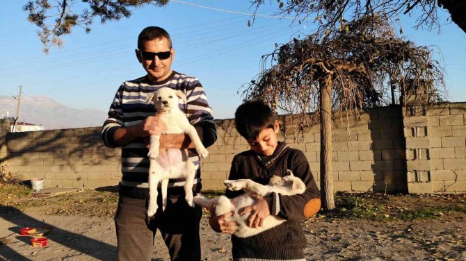 Ölmek Üzereyken Bir Çocuk Tarafından Bulunan İki Yavru Köpek, Özdemir Ailesinin Neşe Kaynağı Oldu