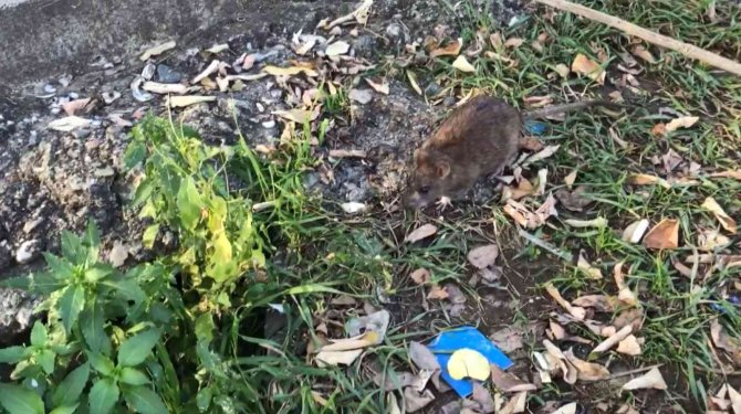 Kimsesiz Adam İle Farenin Dostluğu: Ekmeğini Fareyle Paylaşıyor