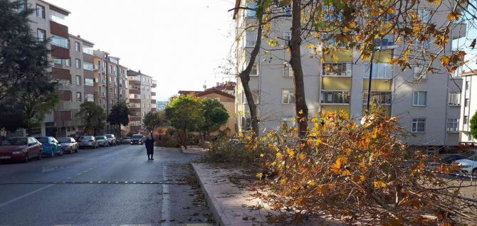 Sinop Belediyesi’nden Boyları Uzayan Ağaçlarla İlgili Açıklama