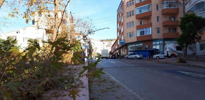 Sinop Belediyesi’nden Boyları Uzayan Ağaçlarla İlgili Açıklama