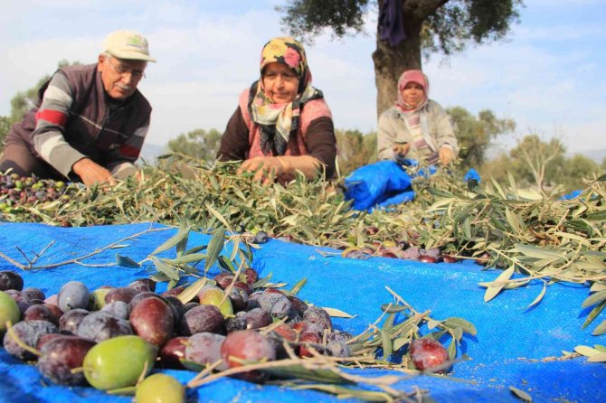 2021 Yılı Zeytin Ve Zeytinyağı Rekolte Tahmin Çalışmaları Tamamlandı
