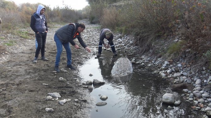 Vatandaşın Dikkati Binlerce Balığı Telef Olmaktan Kurtardı