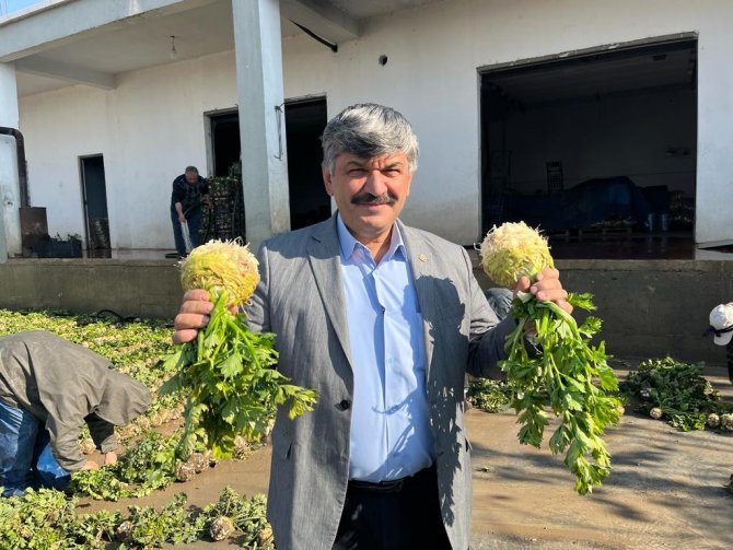 Kerevizin Eskişehir’de Üretimi Giderek Artıyor