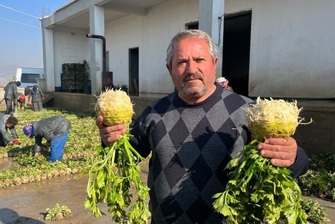 Kerevizin Eskişehir’de Üretimi Giderek Artıyor