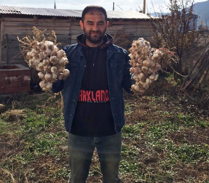 Deneme Amaçlı Ektiği Sarımsak Ek Gelir Kapısı Oldu