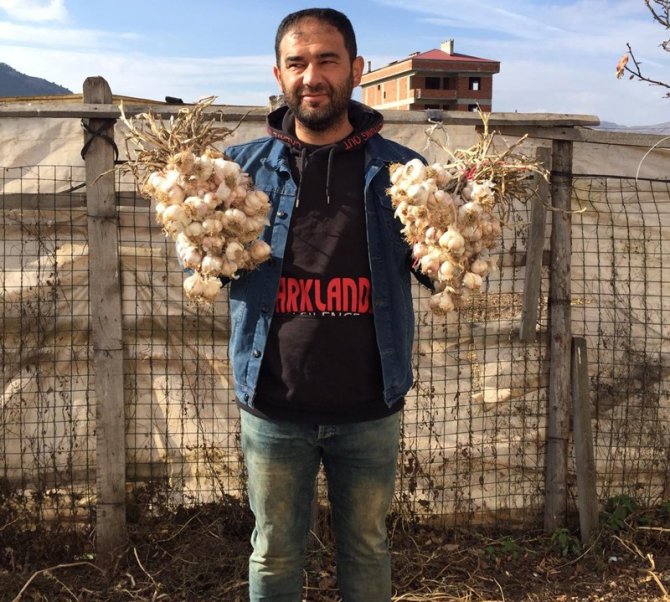 Deneme Amaçlı Ektiği Sarımsak Ek Gelir Kapısı Oldu