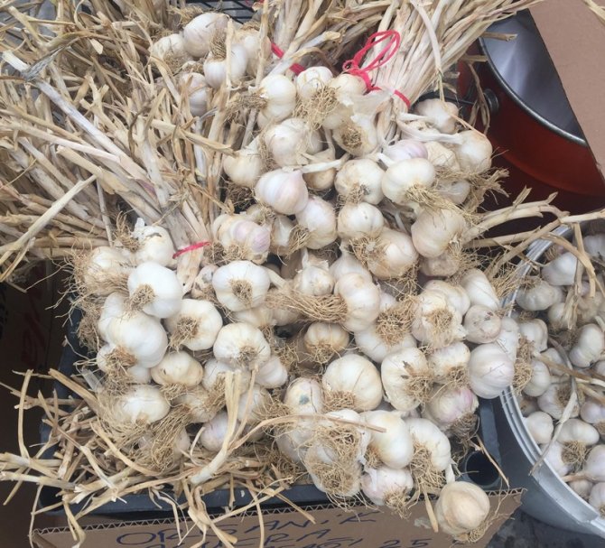 Deneme Amaçlı Ektiği Sarımsak Ek Gelir Kapısı Oldu