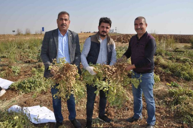 Gübreden Ve Sudan Tasarruf İçin Mısır Yerine Yer Fıstığı