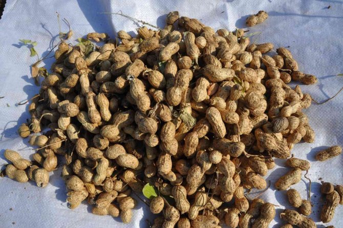 Gübreden Ve Sudan Tasarruf İçin Mısır Yerine Yer Fıstığı