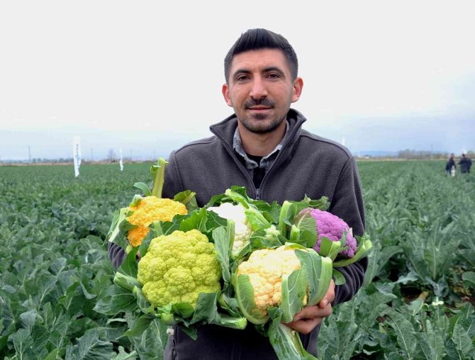 Karnabaharlar Renklendi, Talebe Yetişemiyorlar