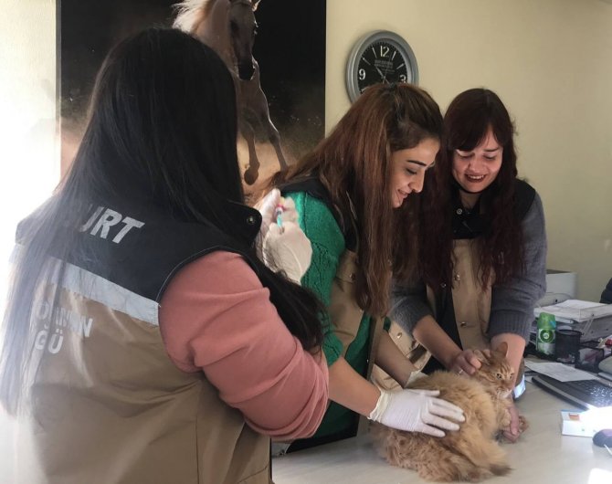 Hayvan Hastalıklarıyla Mücadelede Yeni Uygulama ’Mikroçip’