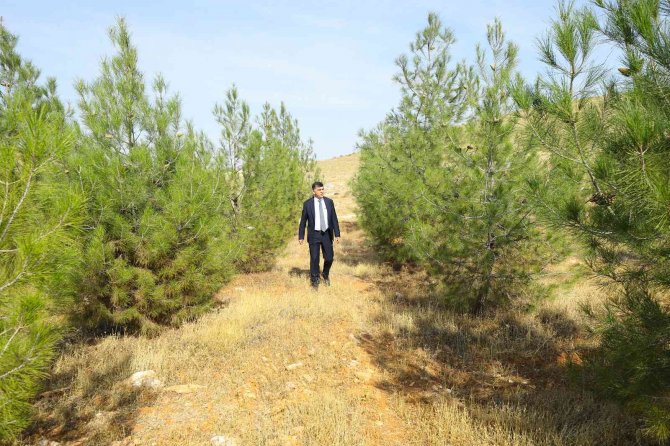 Fadıloğlu Elleriyle Diktiği Fidanlardan Oluşan Ormanları Gezdi
