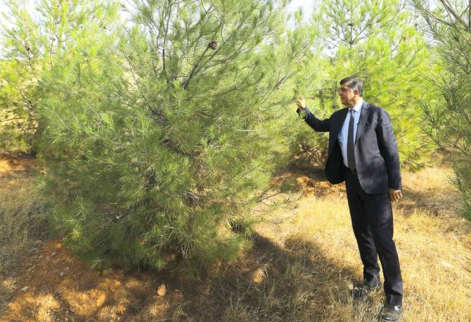 Fadıloğlu Elleriyle Diktiği Fidanlardan Oluşan Ormanları Gezdi