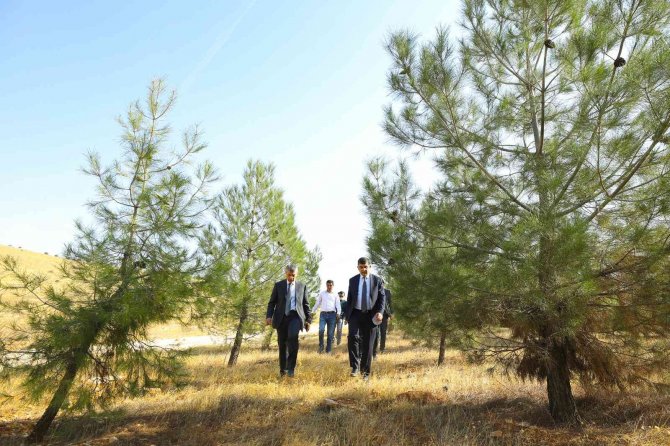 Fadıloğlu Elleriyle Diktiği Fidanlardan Oluşan Ormanları Gezdi