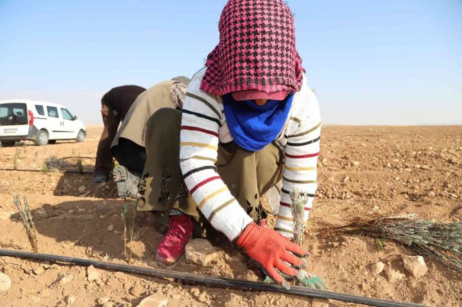 Konya Büyükşehir Üreticiye Lavanta Desteğini Sürdürüyor