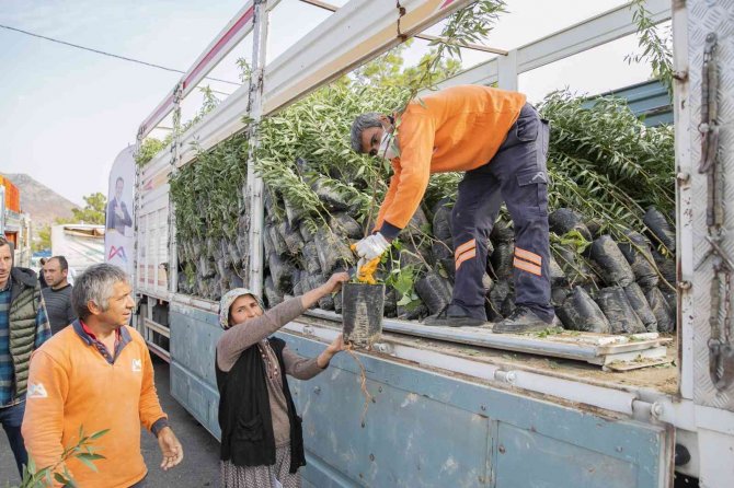 Mersin Büyükşehir Belediyesinden Üreticiye Badem Fidanı Desteği