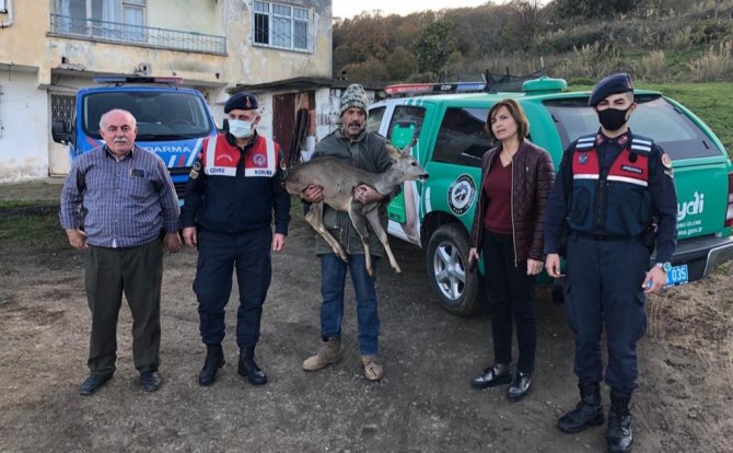 Yaralı Karacanın İmdadına Jandarma Yetişti