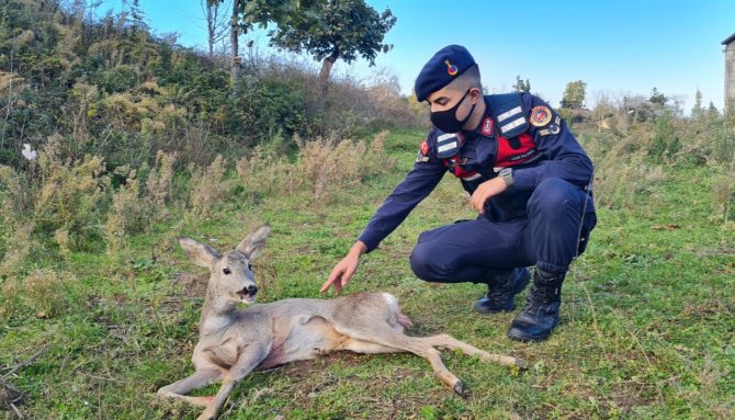 Yaralı Karacanın İmdadına Jandarma Yetişti