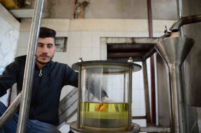 Torosların Şifalı Bitkilerinden 25 Çeşit Yağ Çıkarıyor