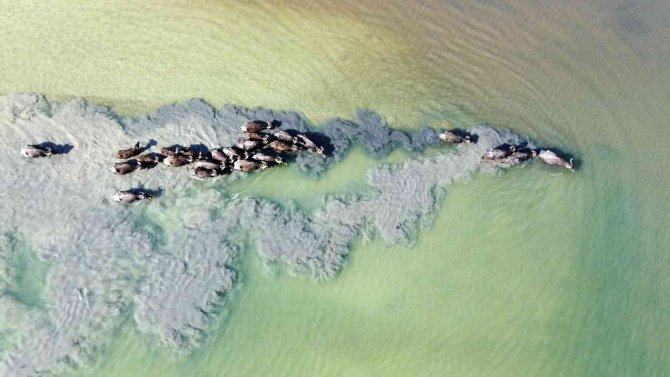 Suları Çekilen Baraj Zemininde Hayvanlarını Otlatmak İçin 4 Kilometre Yol Kat Ediyor