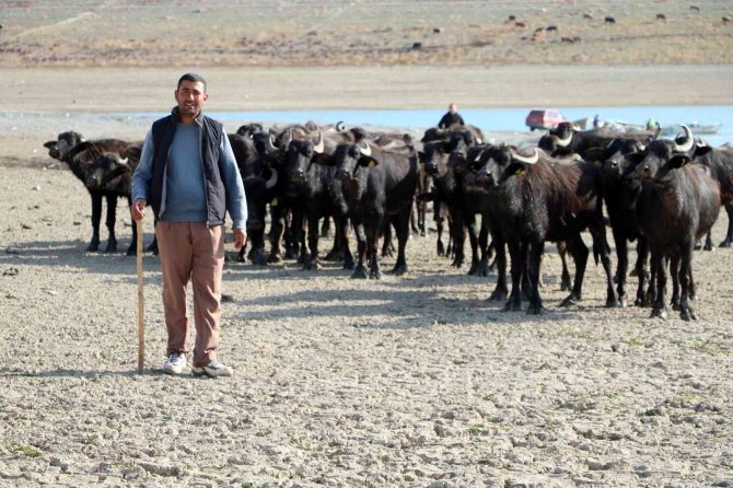 Suları Çekilen Baraj Zemininde Hayvanlarını Otlatmak İçin 4 Kilometre Yol Kat Ediyor