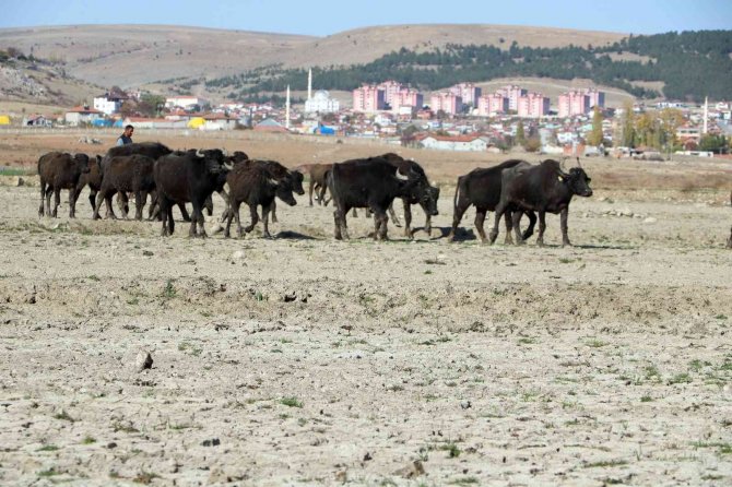 Suları Çekilen Baraj Zemininde Hayvanlarını Otlatmak İçin 4 Kilometre Yol Kat Ediyor