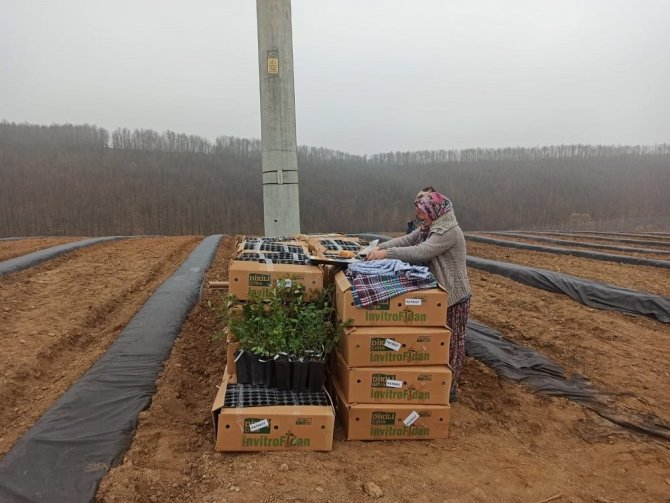 Bilecik’te 15 Bin Adet Yaban Mersini Dikimi Gerçekleştirildi