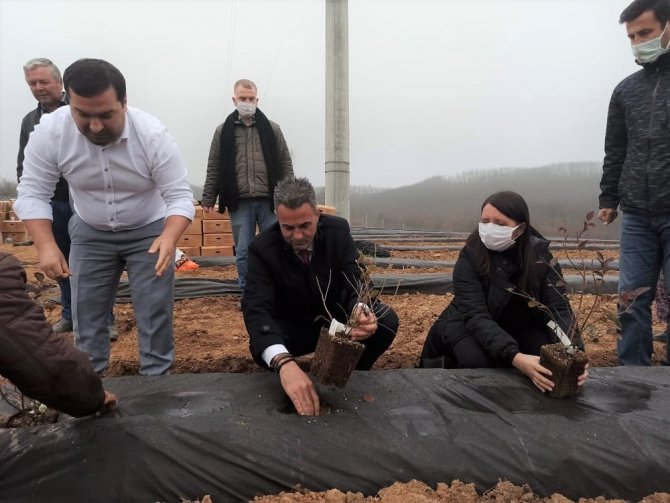 Bilecik’te 15 Bin Adet Yaban Mersini Dikimi Gerçekleştirildi