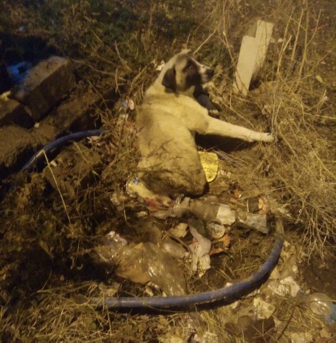 Elazığ’da Yaralı Köpeğe Fü Sahip Çıktı