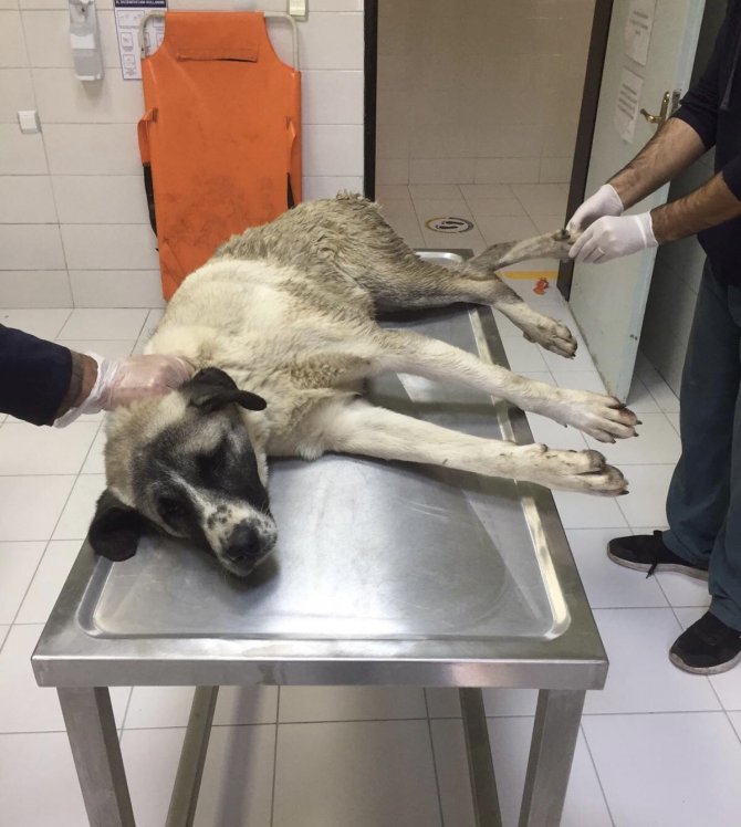 Elazığ’da Yaralı Köpeğe Fü Sahip Çıktı