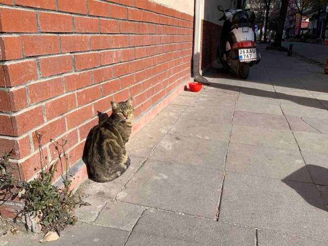 Sokak Hayvanları Soğuk Havalarla Mücadelesi Başladı