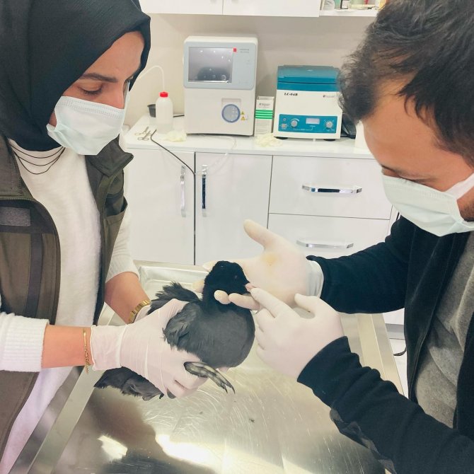 Tedavisi Tamamlanan Sakarmeke Kuşu Doğaya Salındı